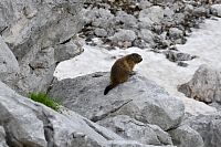 Slovinsko - Julské Alpy: Dolina triglavskih jezer, svišť