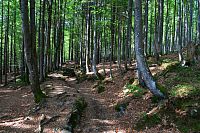 Německo - Bavorský les: stezka k Roklanskému jezeru