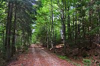 Německo - Bavorský les: stezka od Roklanského jezera zpět k Gfäll