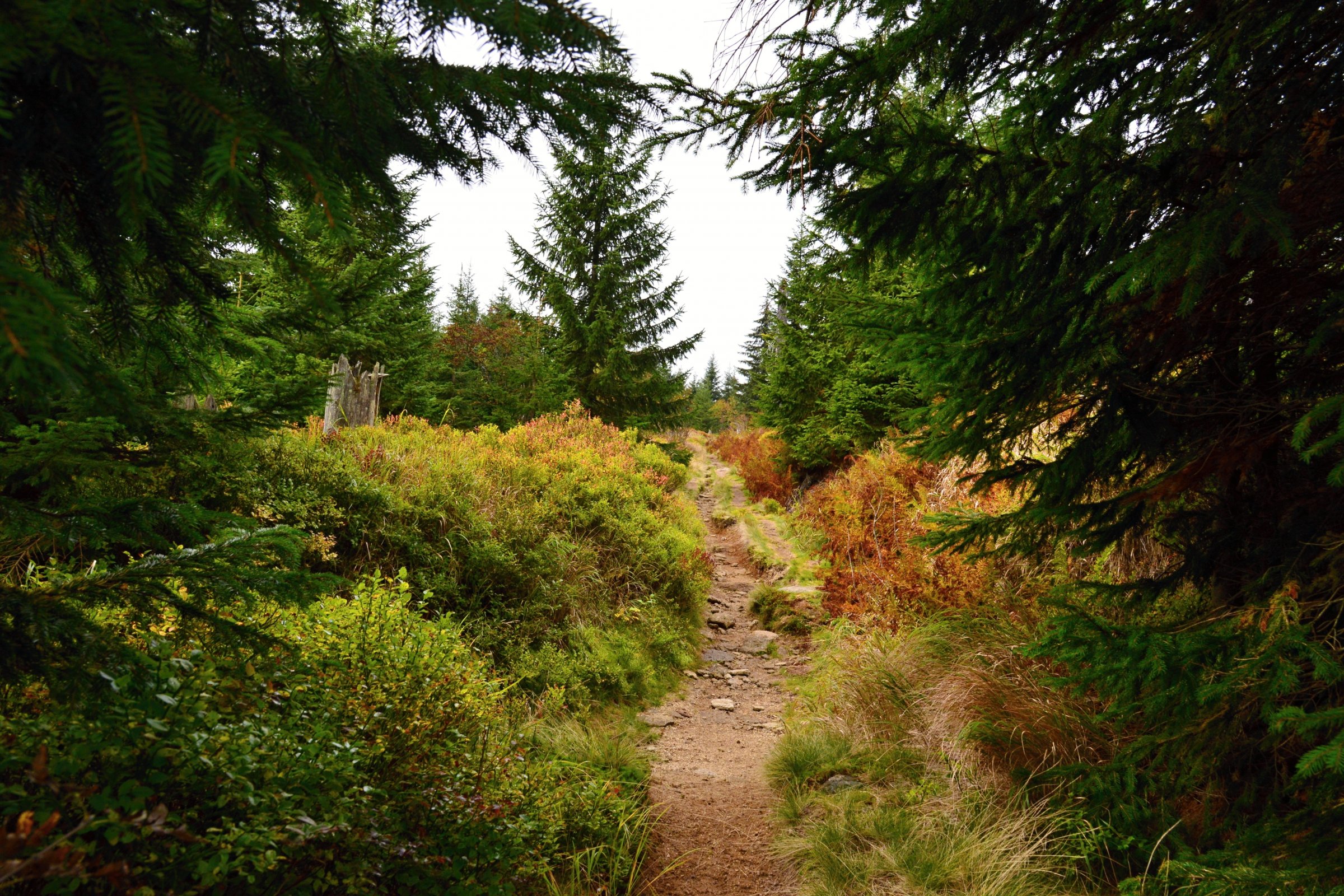 Německo - Bavorský les (2): Túra na Luzný (Lusen)