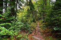 Německo - Bavorský les: stezka od chaty Lusenschutzhaus k louce Tummelplatz