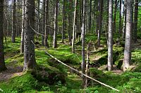 Německo - Bavorský les: stezka od rozcestí Wegweiser k sedlu Markfleckel