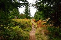 Německo - Bavorský les: stezka od rozcestí Wegweiser k sedlu Markfleckel