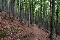 Německo - Bavorský les: stezka od chaty Lusenschutzhaus k louce Tummelplatz