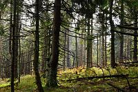 Slovensko - Kysucké Beskydy: Rycierova hora (Wielka Rycerzowa) - vrcholový les