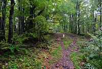 Slovensko - Kysucké Beskydy: zelená stezka dolů z Rycierové hory