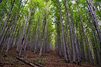 Slovensko - Kysucké Beskydy: průsek lesem kolem PP Vychylovské skálie