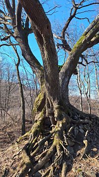 Bílé Karpaty: Hrádek - zbytky zříceniny hradu Zuvačov, Zuvačovský javor