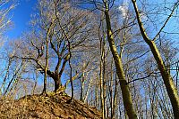 Bílé Karpaty: Hrádek - zbytky zříceniny hradu Zuvačov