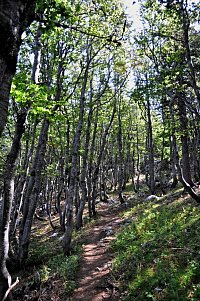 Chorvatsko - Velebit: stezka lesem pod Velikim Zavižanem