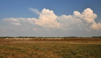 Maďarská pusta - Hortobágy: stádo stepního skotu