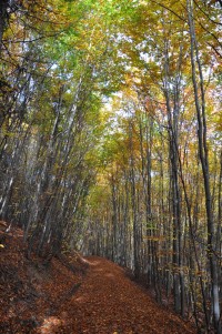 Chřiby (Buchlovské hory): podzimním lesem (neznačená stezka od Buchlova směrem do údolí Zlechovského potoka)