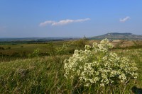 Dunajovické kopce: kvete katrán tatarský