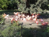 Zoologická zahrada v Kolíně nad Rýnem