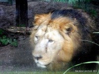 Poslední foto foťákem, král zvířat přes umazané sklo :-)
