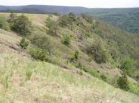 Mohelenská hadcová step - národní přírodní rezervace