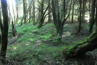 Lesní část přírodní rezervace Černá louka