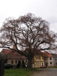 Mšeno - památný strom Lípa Malolistá (11/2014)