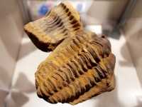 Muzeum fosilií v Roseči u J. Hradce