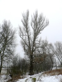 obec má i svůj památný strom