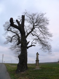 lípa s barokní sochou (směrem na Chrášťany)