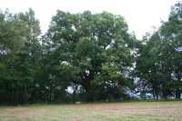 Druhý ze dvou památných dubů