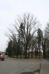 Žižkův dub v Bělči