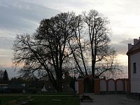 Památný dub v Myslkovicích