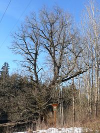 Dub u Čertovy stěny - vlevo větve ořezané kvůli elektrickému vedení