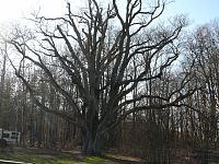 Památný dub v Kempu Sedmihorky