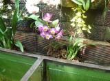 výstava orchideí