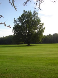 Černická obora - golfové hřiště