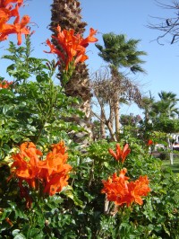 Hurghada - hotel Lillyland - zahrada