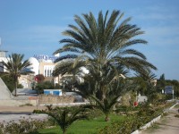 ostrov Djerba 