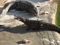 Krokodýlí farma na ostrově Djerba