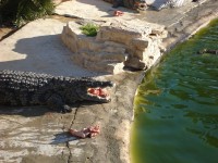 Krokodýlí farma na ostrově Djerba - krmení