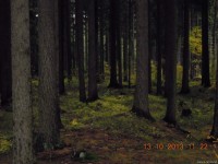les v okolí Jílového