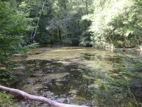 Černé jezero v Bělohradské bažantnici