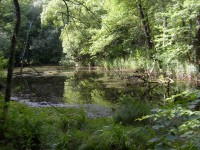 Černé jezero v Bělohradské bažantnici