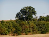 buk lesní, jehož odhadované stáří je kolem 390 let a který stojí u silnice do Mšece. Obvod jeho kmene dosahuje v prsní výši 535 cm a výškou dosáhl 14 m. 