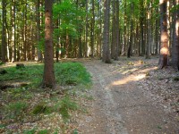 Cesta k Přírodní rezervace Bystřice