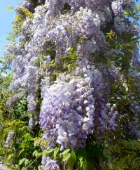 Vistárie (také wistérie, wistárie, wistarie, modrý déšť) je rod s devíti druhy listnatých opadavých, popínavých dřevin z čeledi bobovité (Fabaceae). 