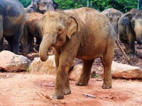 Sloní sirotčinec Pinnawala
