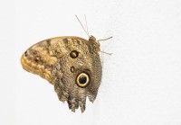 Motýlí dům Diana Karlovy Vary