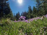 V Národním parku Vysoké Taury kvete řada nádherných květin. Autor: Tomáš Hájek