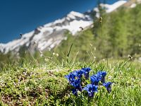Horské louky kvetou a na vrcholcích hor je stále sníh. Autor: Tomáš Hájek