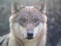fotka uživatele vlkzhor