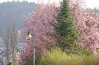 Česká Lípa na jaře - pohled směrem na Hůrku