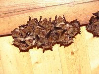 Část kolonie netopýra velkého