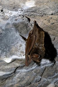 Klášter Chotěšov je útočištěm netopýrů